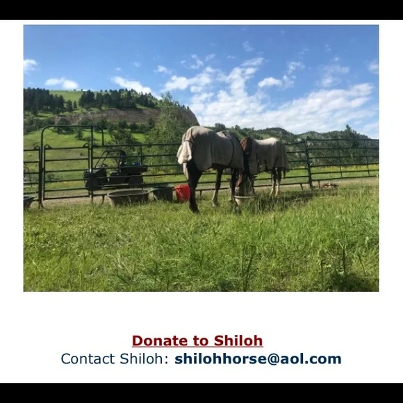 The Lucky Horse rescue decorative horseshoe - Picture 7 of 10